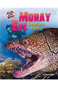 Moray Eel