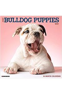 Just Bulldog Puppies 2017 Wall Calendar