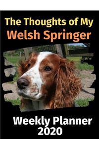 The Thoughts of My Welsh Springer