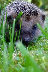 Hedgehog Marching Through the Grass Journal