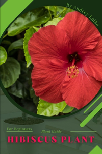 hibiscus plant