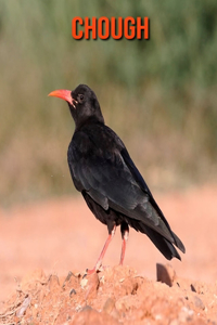 Chough