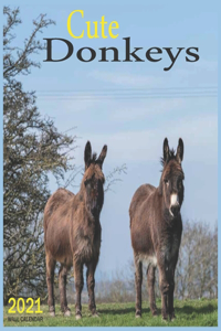 Cute Donkeys