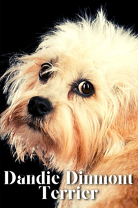 Dandie Dinmont Terrier