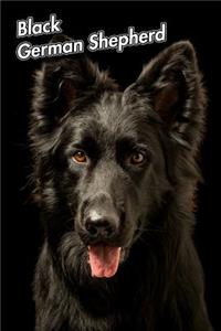 Black German Shepherd