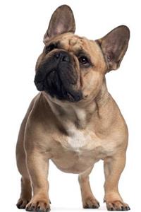 French Bulldog July Notebook & Journal. Productivity Work Planner & Idea Notepad