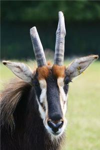 The Roan Antelope Journal