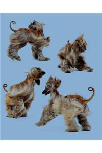 Afghan Hound: Afghan Hound Journal/Notebook/Diary