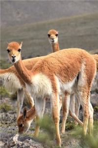Curious Llamas In Peru South America Journal