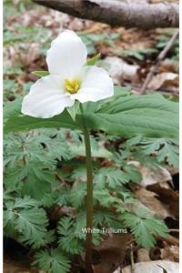 White Trilliums