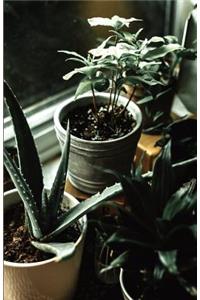 The Botanical Collection