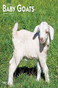 Baby Goats 2022 Square