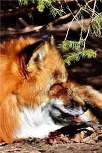 Red Fox Napping in the Shade Journal