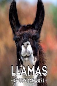 Llamas: 2021 Calendar Book, Cute Gift Idea For Llama Lovers Men And Women