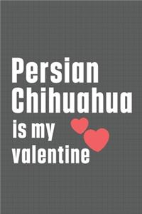 Persian Chihuahua is my valentine