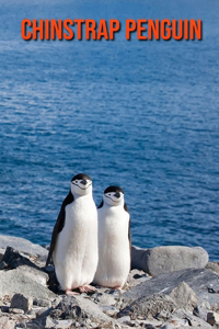 Chinstrap Penguin