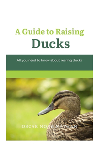 A Guide to Raising Ducks