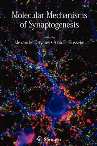 Molecular Mechanisms of Synaptogenesis