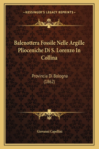 Balenottera Fossile Nelle Argille Plioceniche Di S. Lorenzo In Collina