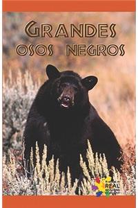 Grandes Osos Negros