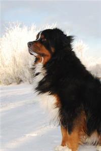 Swiss Tri-Colored Appenzell Cattle Dog Running in the Snow Journal