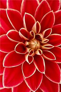 Red Dahlia Flower Extreme Close Up Garden Textures Journal