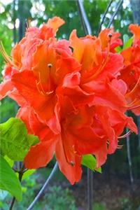 2020 Weekly Planner Orange Floral Blooms 134 Pages