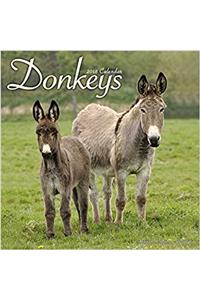 Donkeys Calendar 2018