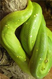Green Tree Python Curled Up in a Tree Journal