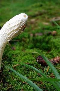 Mushroom Notebook