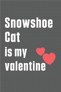 Snowshoe Cat is my valentine