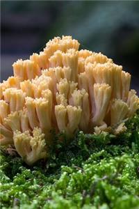 Coral Fungi Mushroom in Autumn Journal