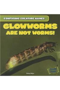 Glowworms Are Not Worms!