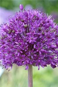 Purple Ornamental Onion Allium Flower Journal