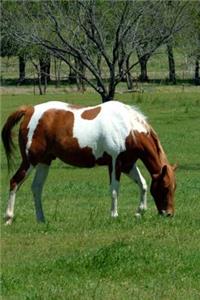 Journal Grazing Chestnut Pinto Equine Horses