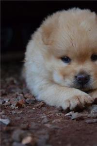 Fluffy Chow Chow Puppy Dog Journal