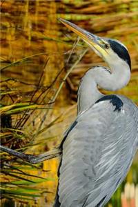 Grey Heron On the Hunt in the Reeds Journal