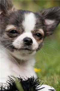 Chihuahua Puppy Smiling Journal