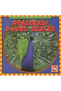 Peacocks / Pavos Reales