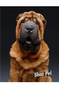 Shar Pei: Blank Sheet Music 150 pages 8.5 x 11 in. 12 Staves Per Page Music Staff Composition Notation Songwriting Staff Manuscript