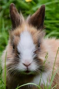 Brown and White Dwarf Rabbit Up Close Journal
