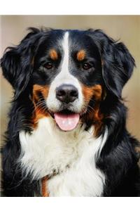 Bernese Mountain Dog Notebook