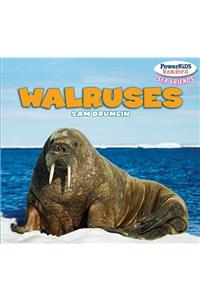 Walruses