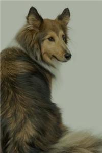 Shetland Sheepdog