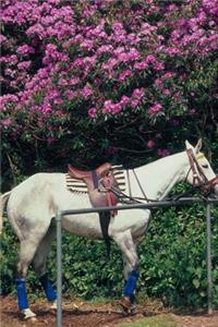 Equine Journal Polo Pony Awaiting Chukker