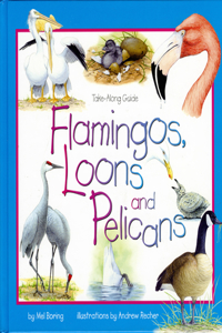 Flamingos, Loons & Pelicans