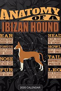 Anatomy Of A Ibizan Hound