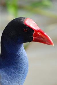 Purple Gallinule (Porphyrula Martinica) Bird Journal