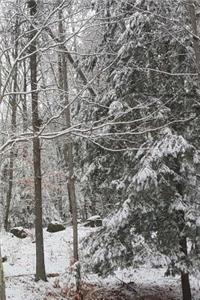 2019 Weekly Planner Winter Photo Snow Covered Evergreen Branches 134 Pages