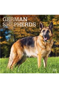 German Shepherds 2020 Square Foil